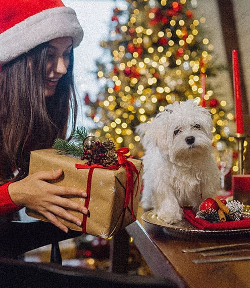 Preparación para la epoca navideña con tu perro